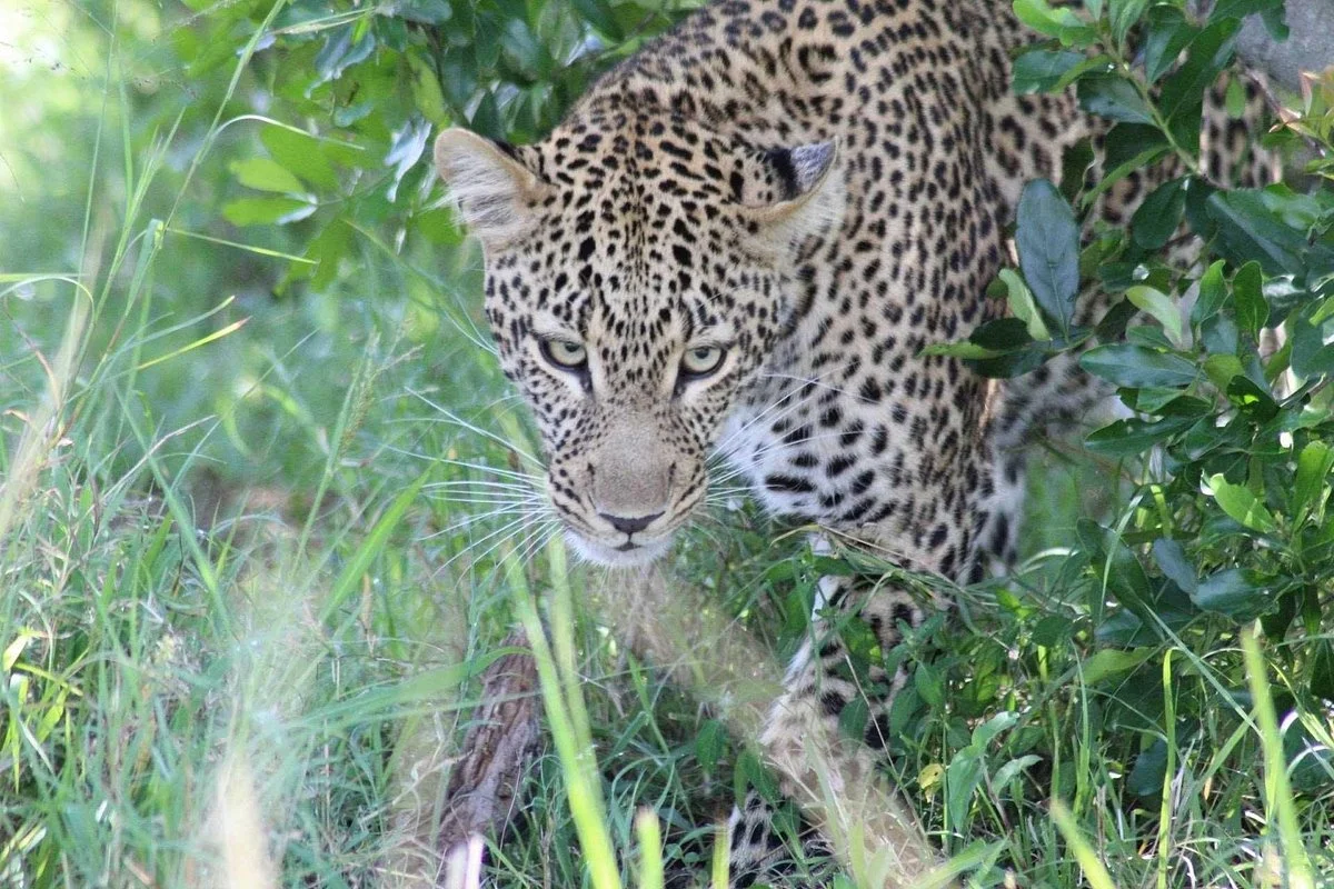 wilderness explorers tours and safaris