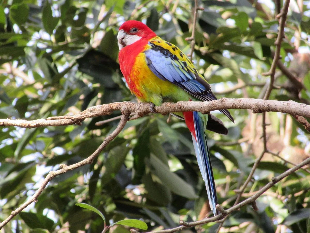 Campbelltown Forest of Wild Birds