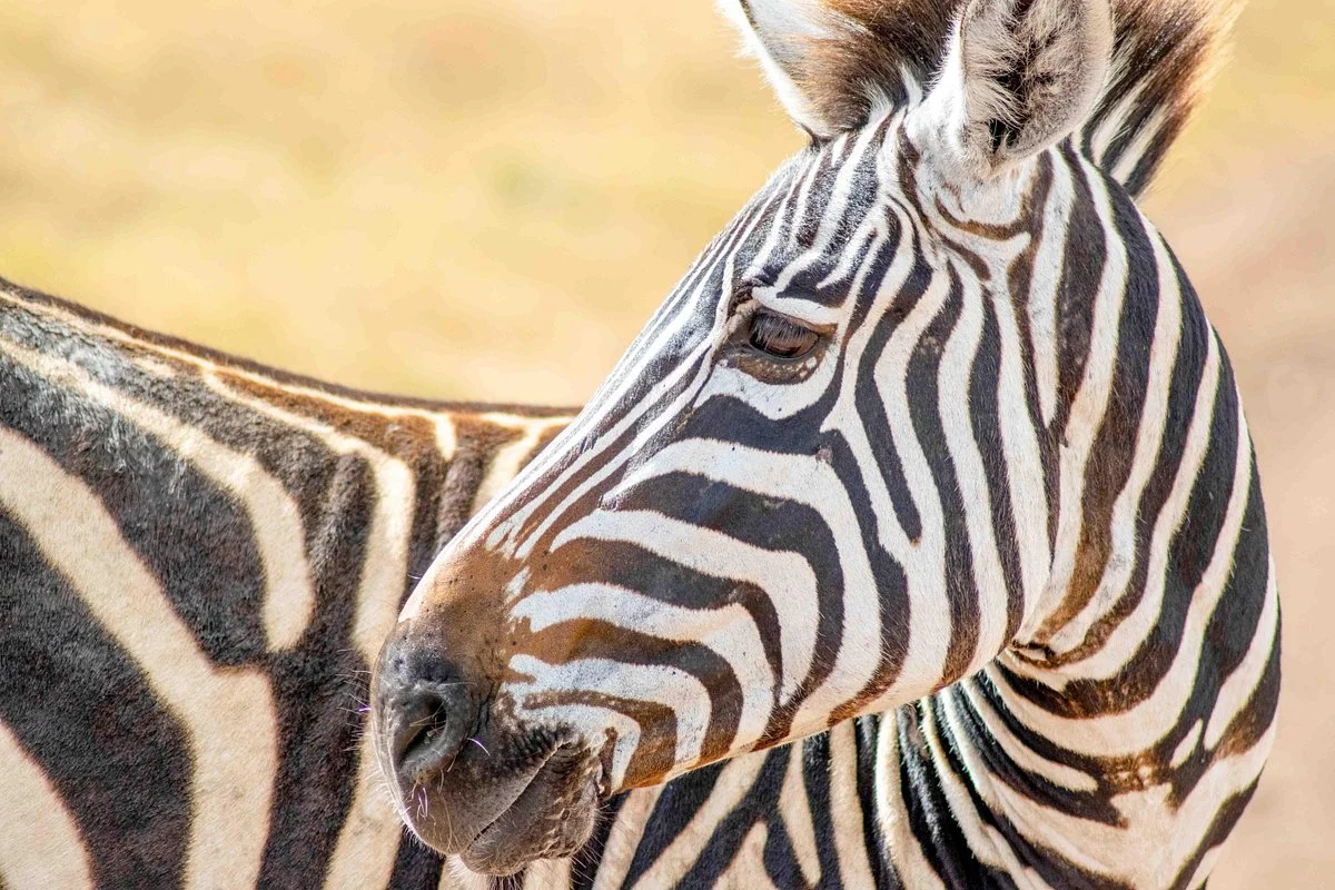 Vacation Tanzania Safaris