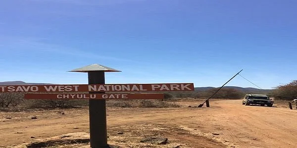 Safari Savana