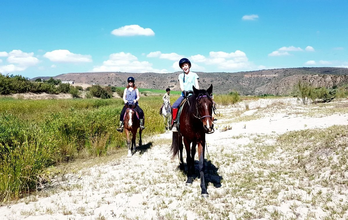 Holistic Horse Paddock Paradise