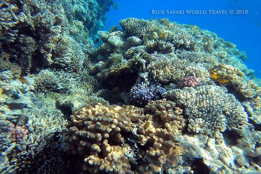 Blue Safari World Travel