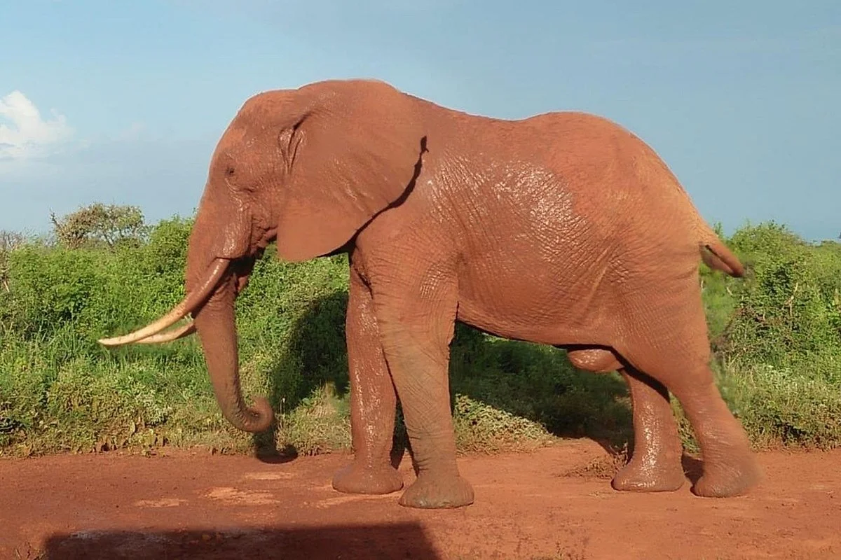 Safaris-Kenia