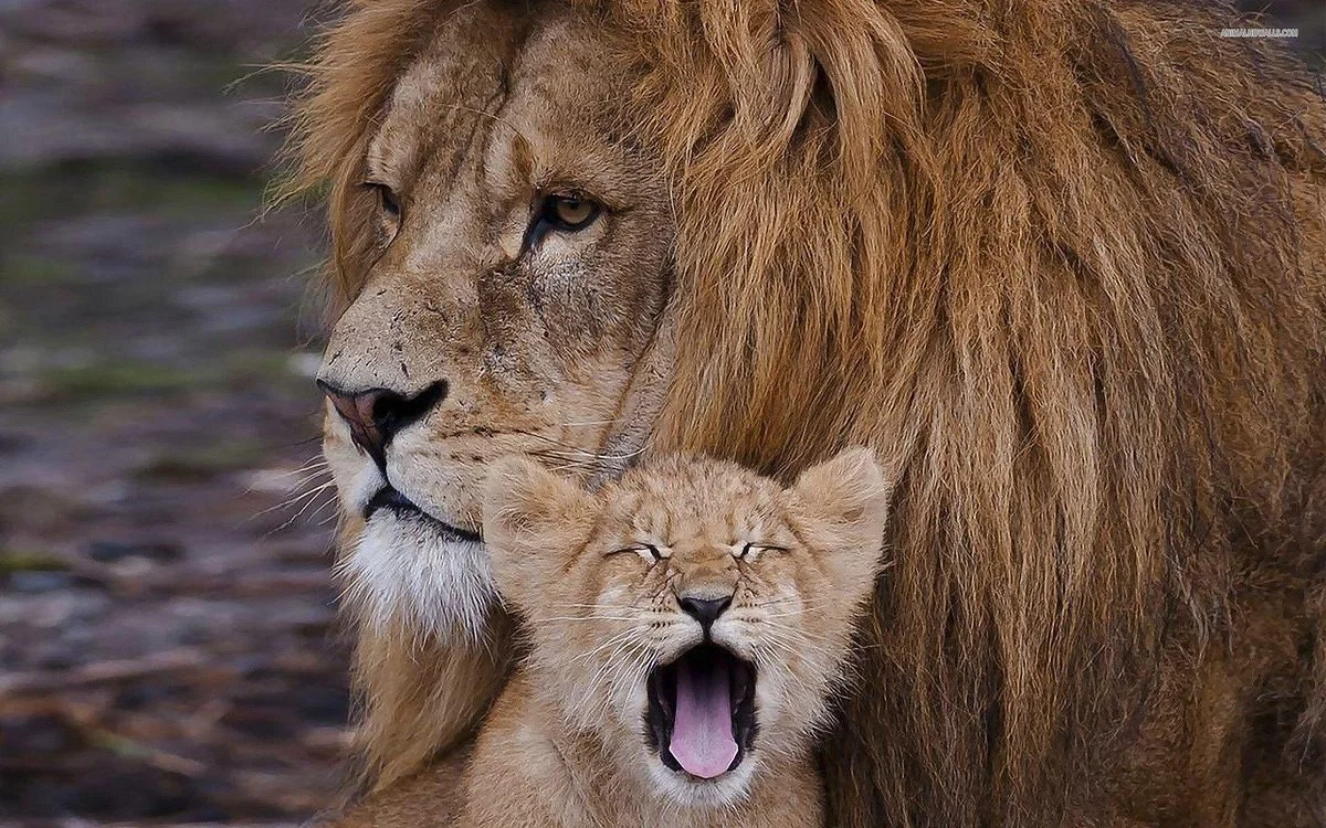 Sereina Safaris Ltd