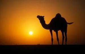 Cameltrekking Merzouga - Private Day Tours