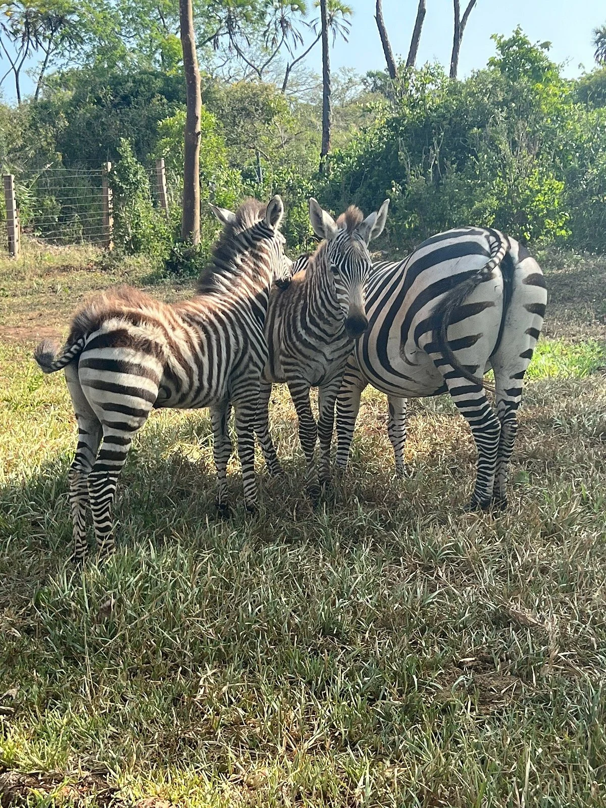 Bora Bora Widlife Park