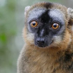 Visit Madagascar with Miary