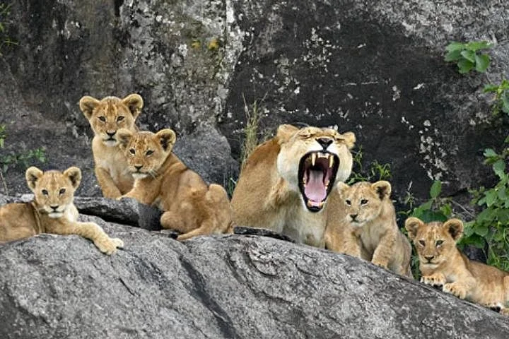 Cheetah Tours Ltd