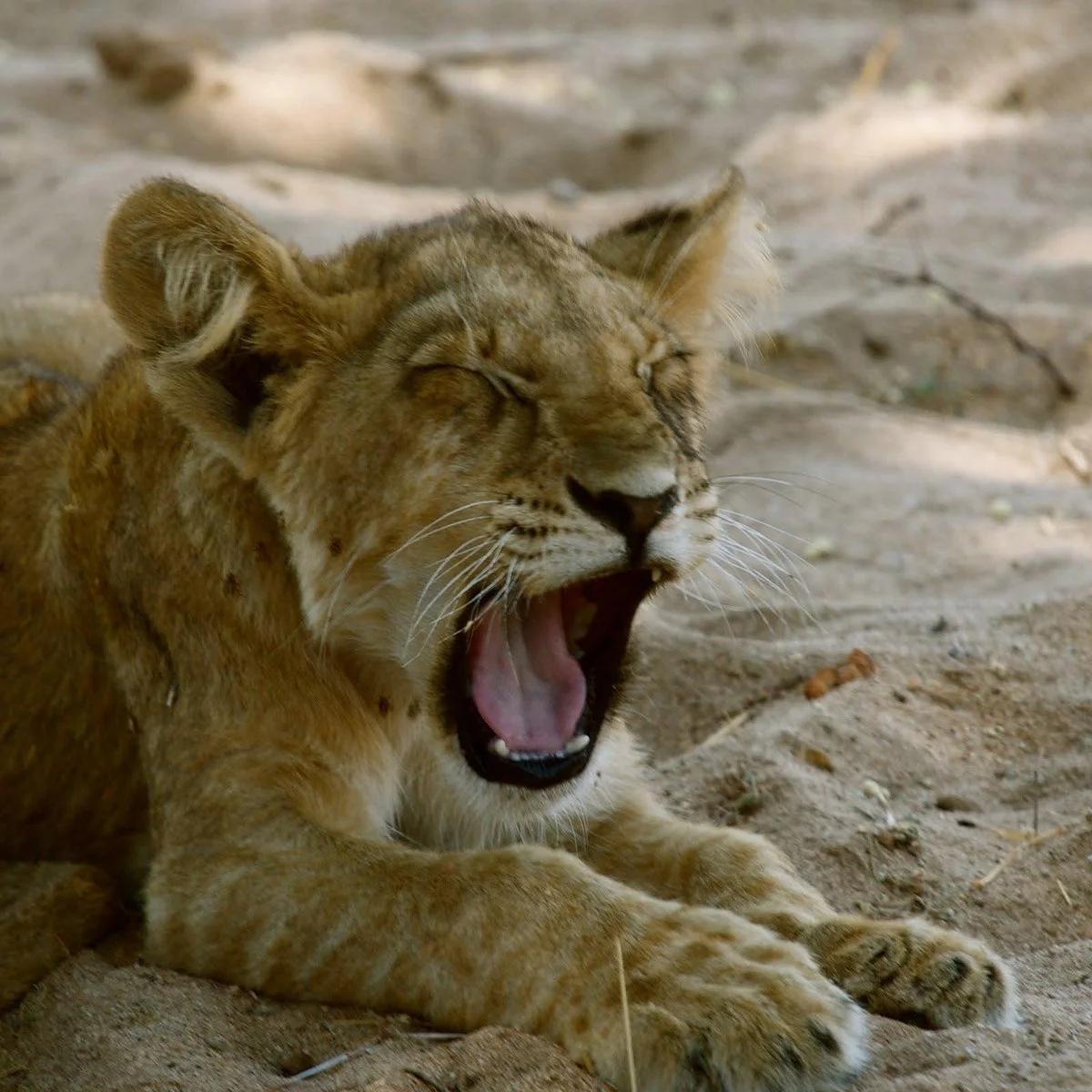 Juletabi African Adventures City - Day Tours