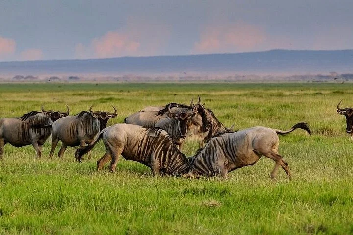 Inafrica Kili and Safaris
