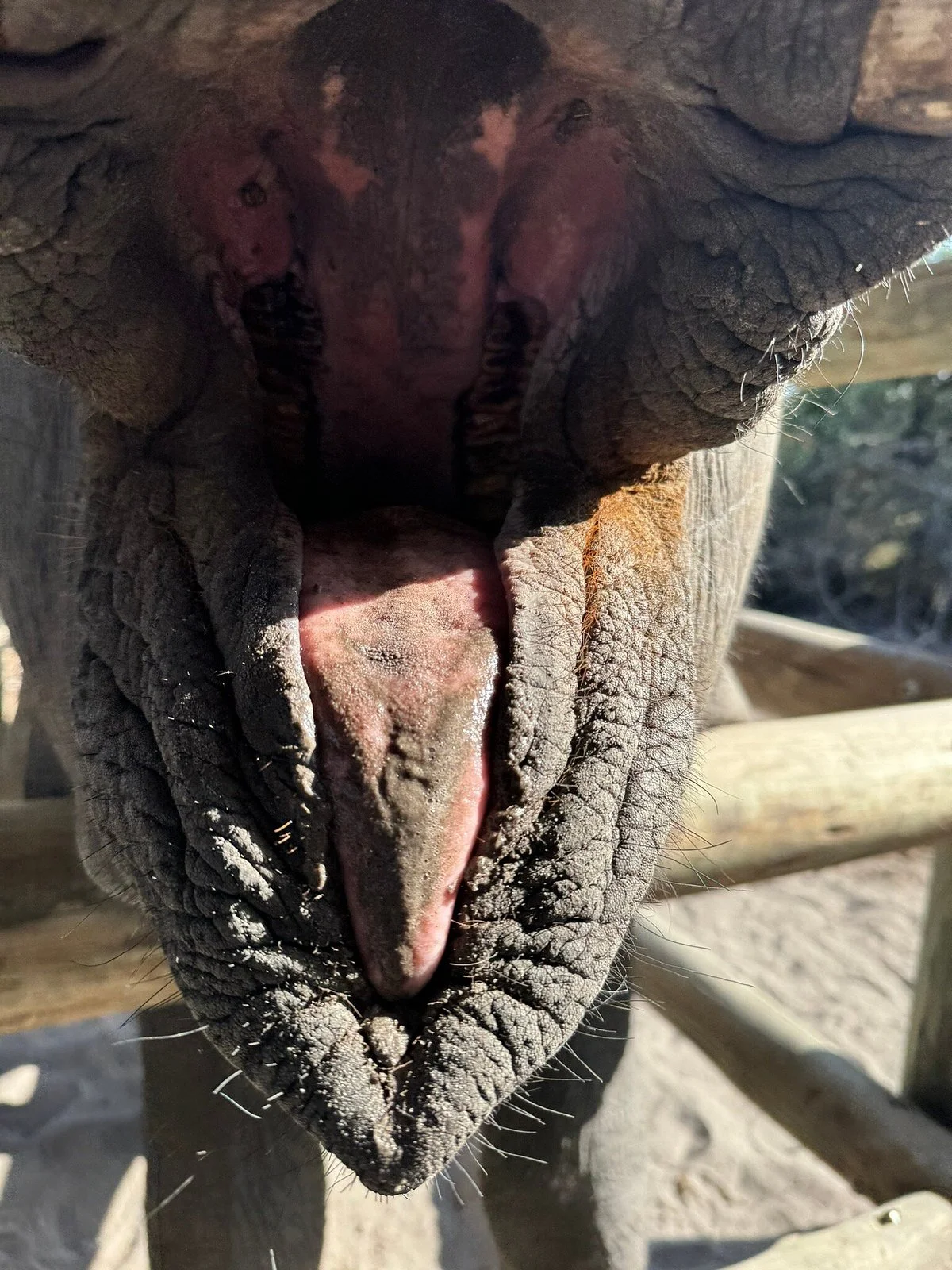 Elephant Havens In Maun Botswana