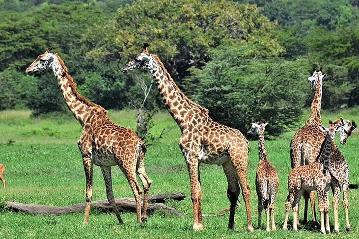 L’amour Vivant Safaris
