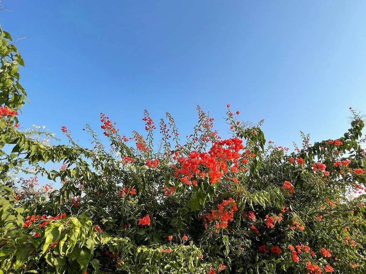 Aravali Biodiversity Park