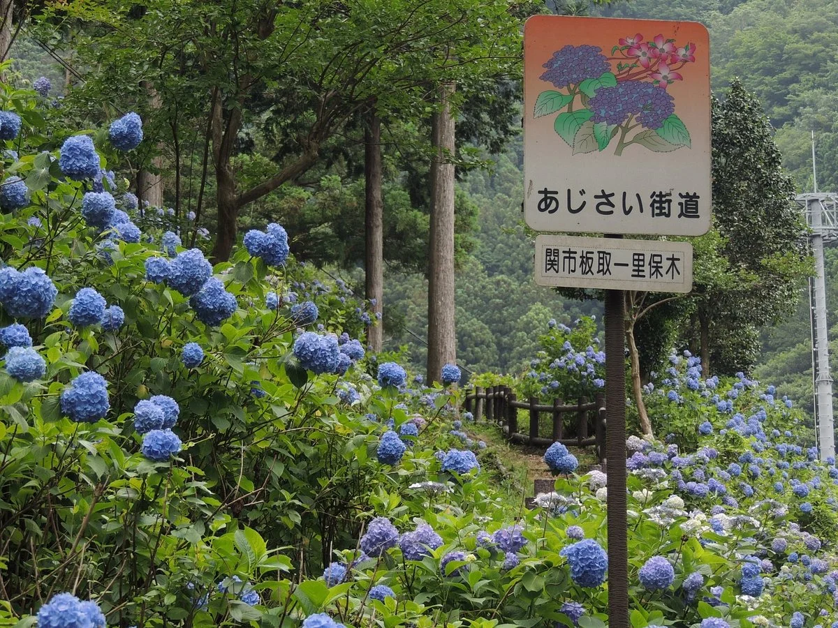 Ajisai Road