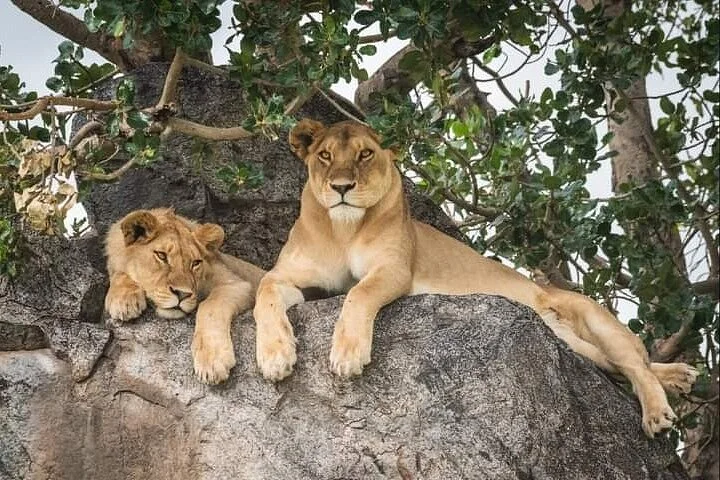 Miiso Safaris & Adventures