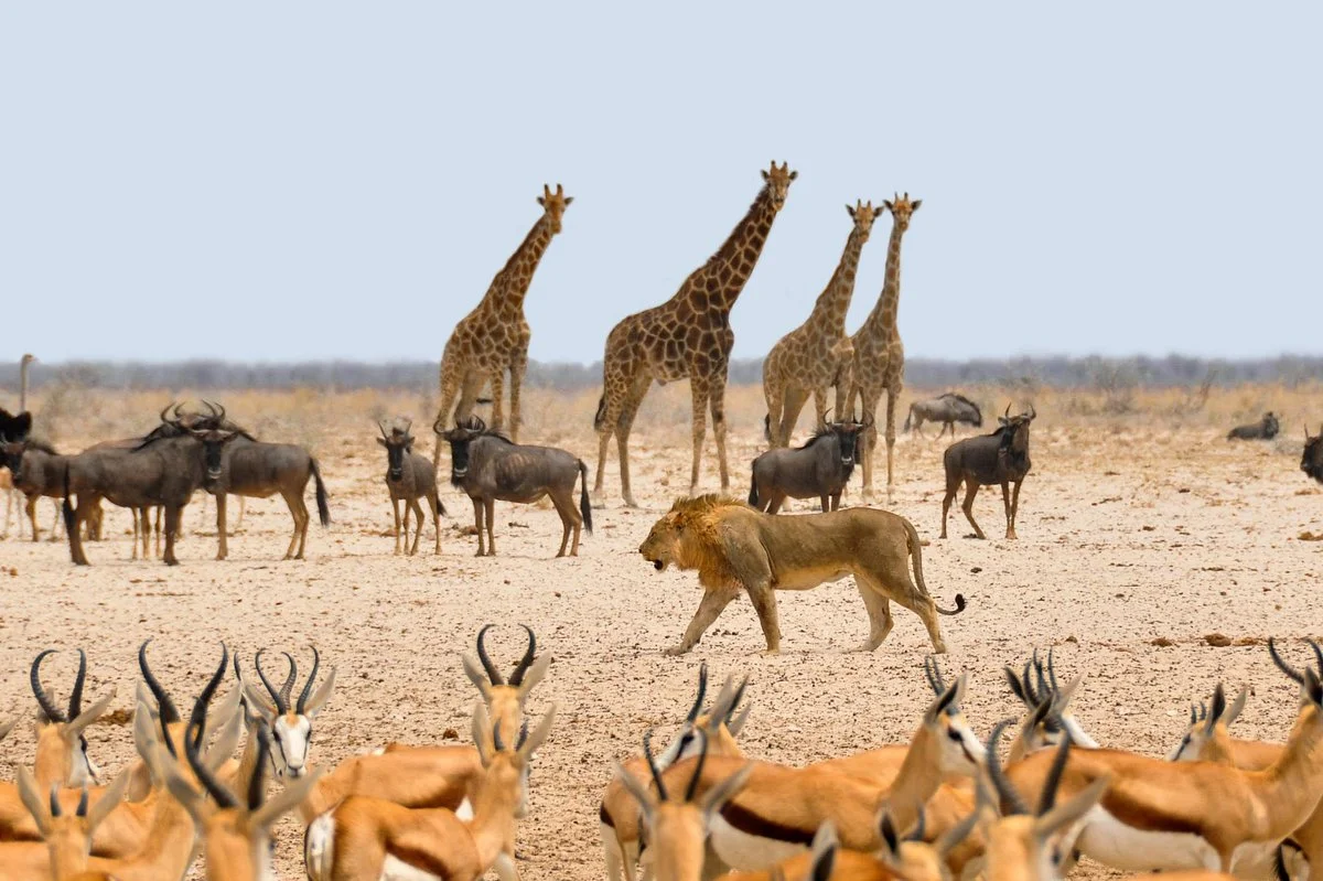 Serene African Adventures
