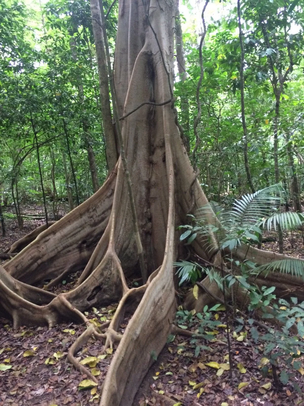 Tangkoko Research Station