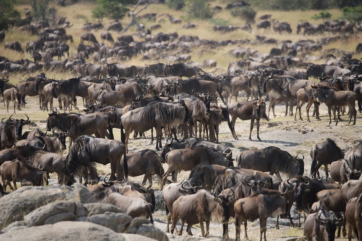 Sweet Of Tanzania Adventures Limited