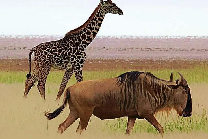 Afro Wild Adventures