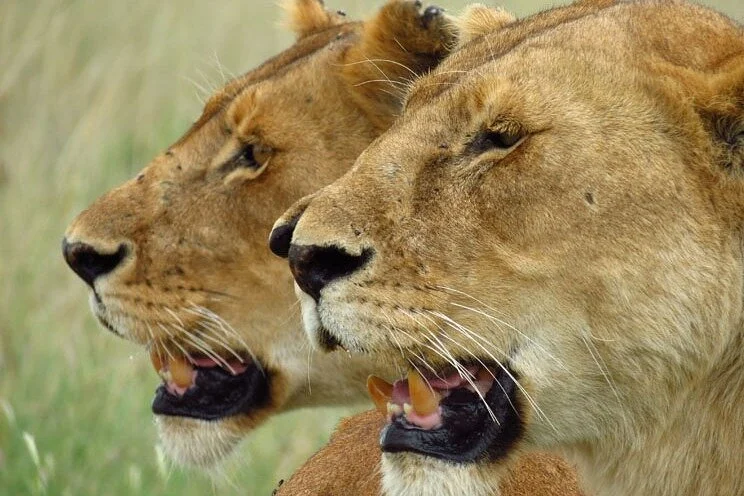 Kuzoka African Safaris Ltd