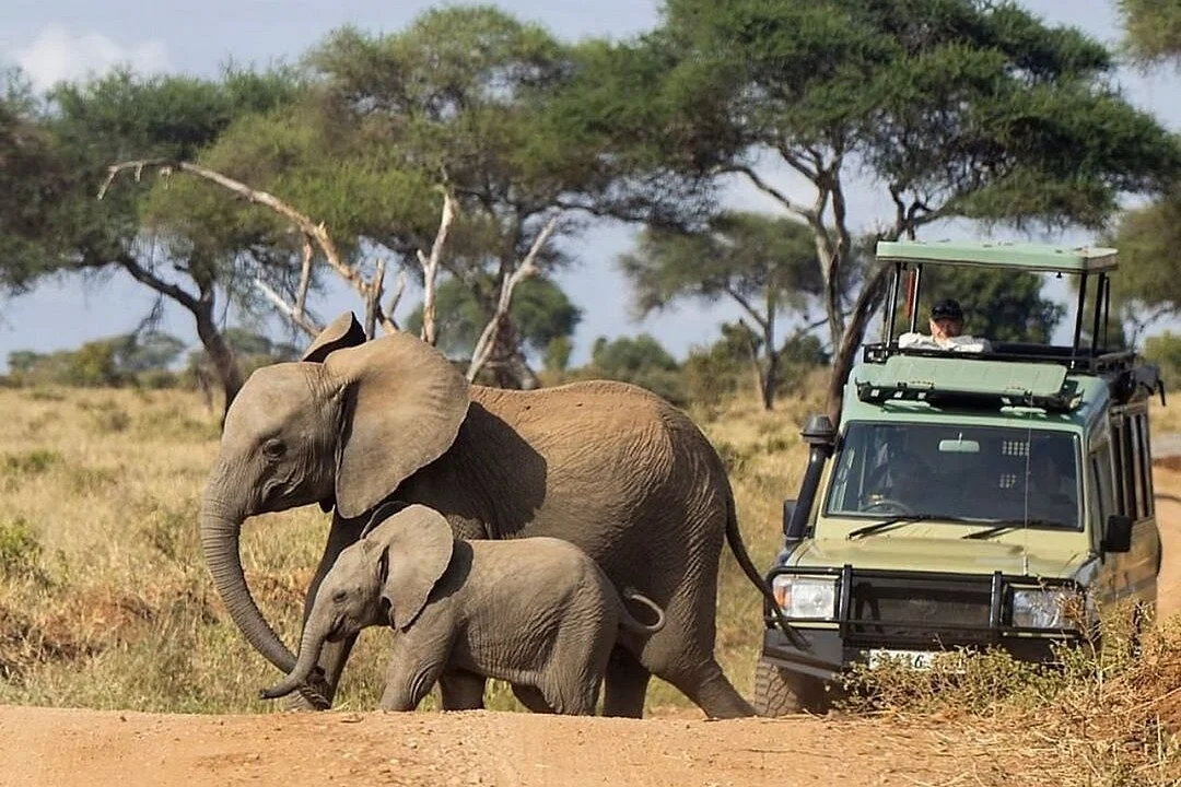 BALACK SAFARIS