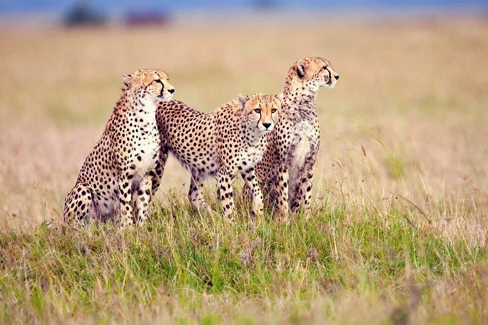 Destination Serengeti Safaris