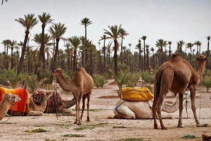 oubatrip