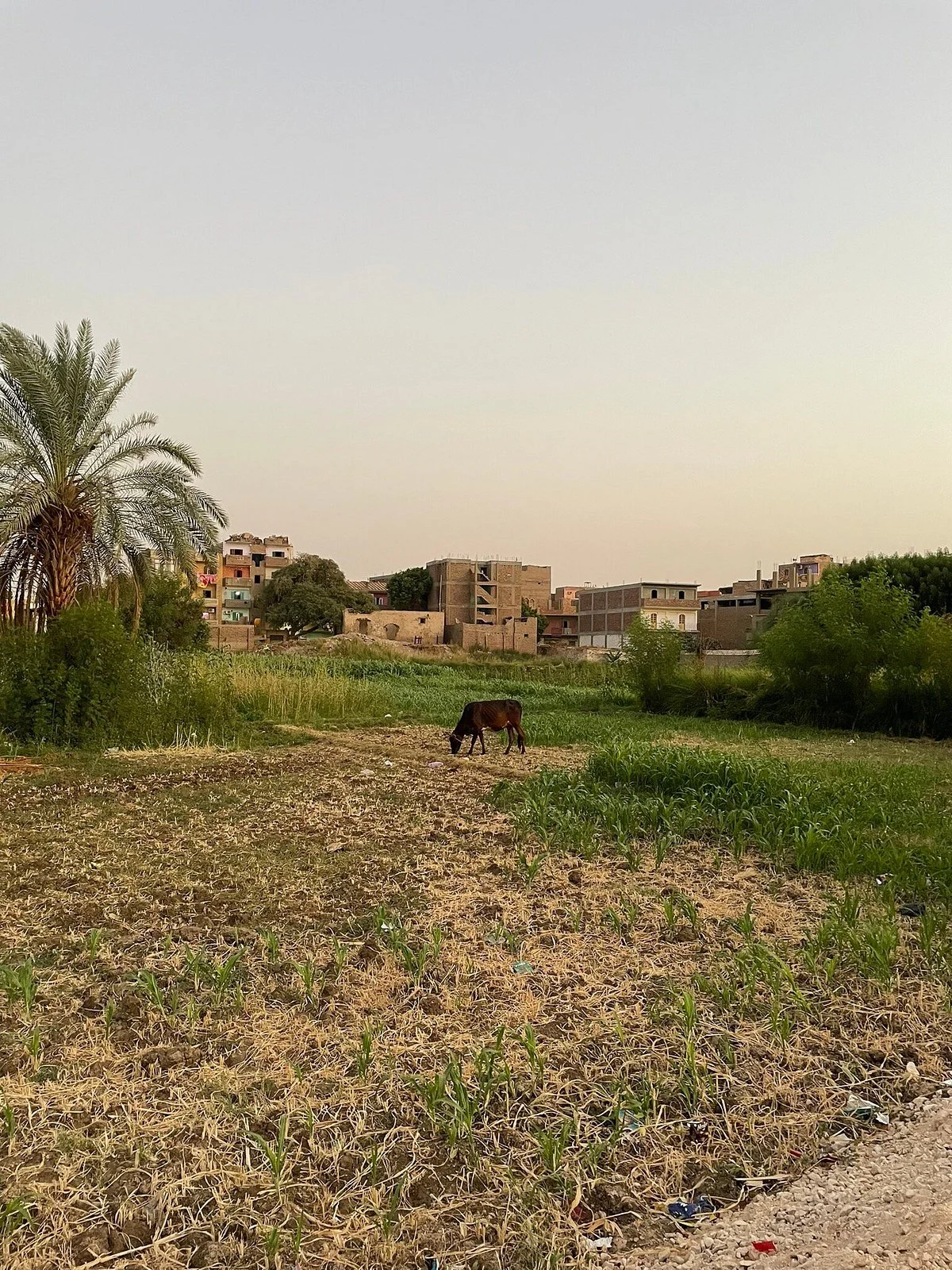 Mahmoud’s Real Egyptian Life Experience Tour
