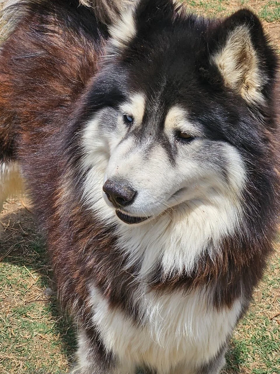 Huskyromi Wolf Sanctuary