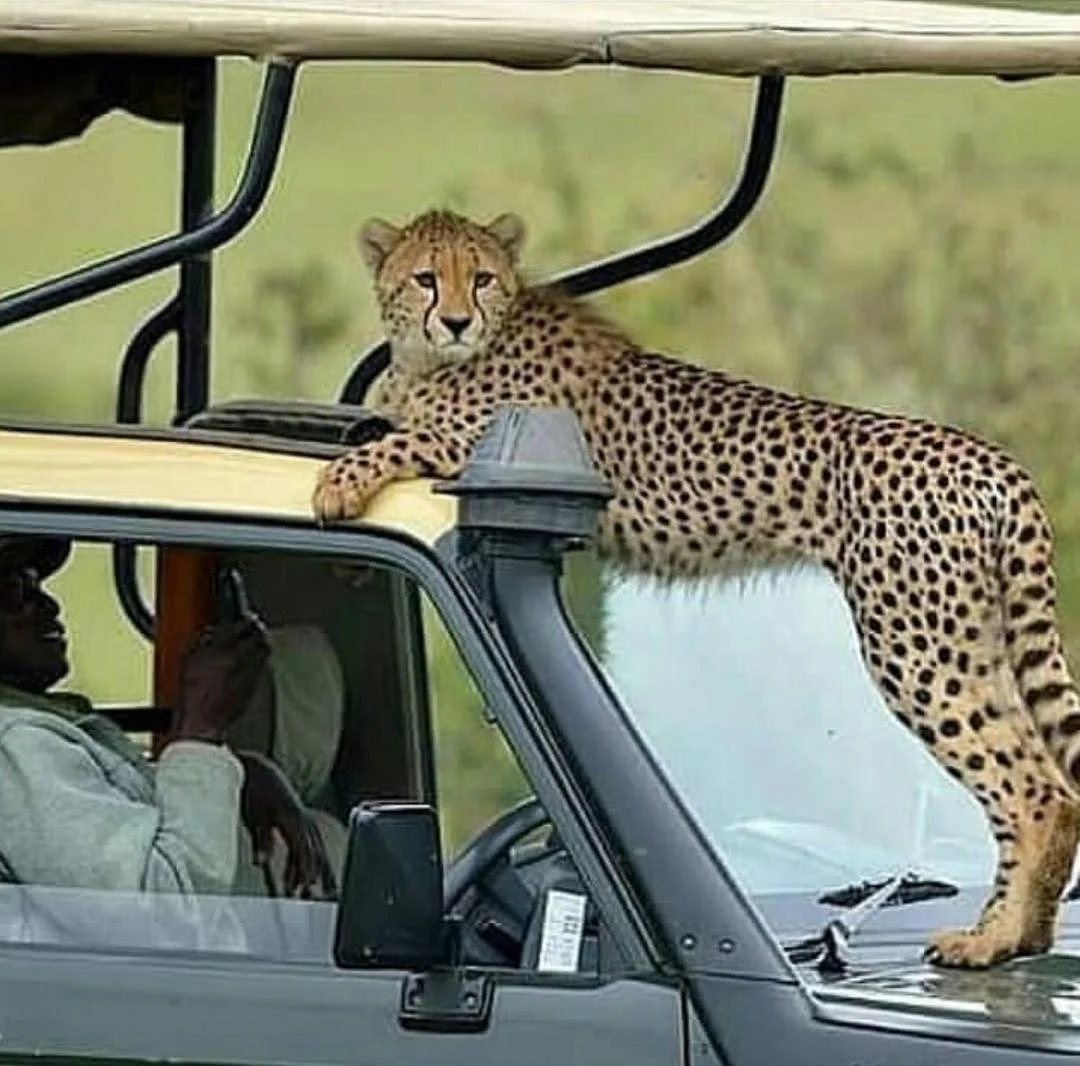 Kim'zebra Adventures & Safaris