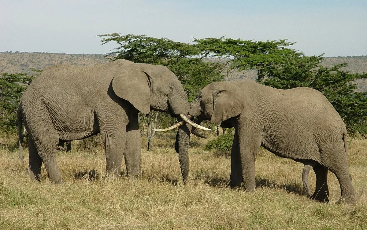 Gibran Safaris - Private Day Tour
