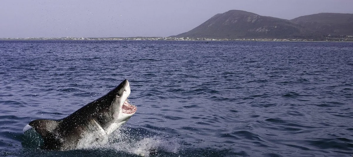 Shark Seekers