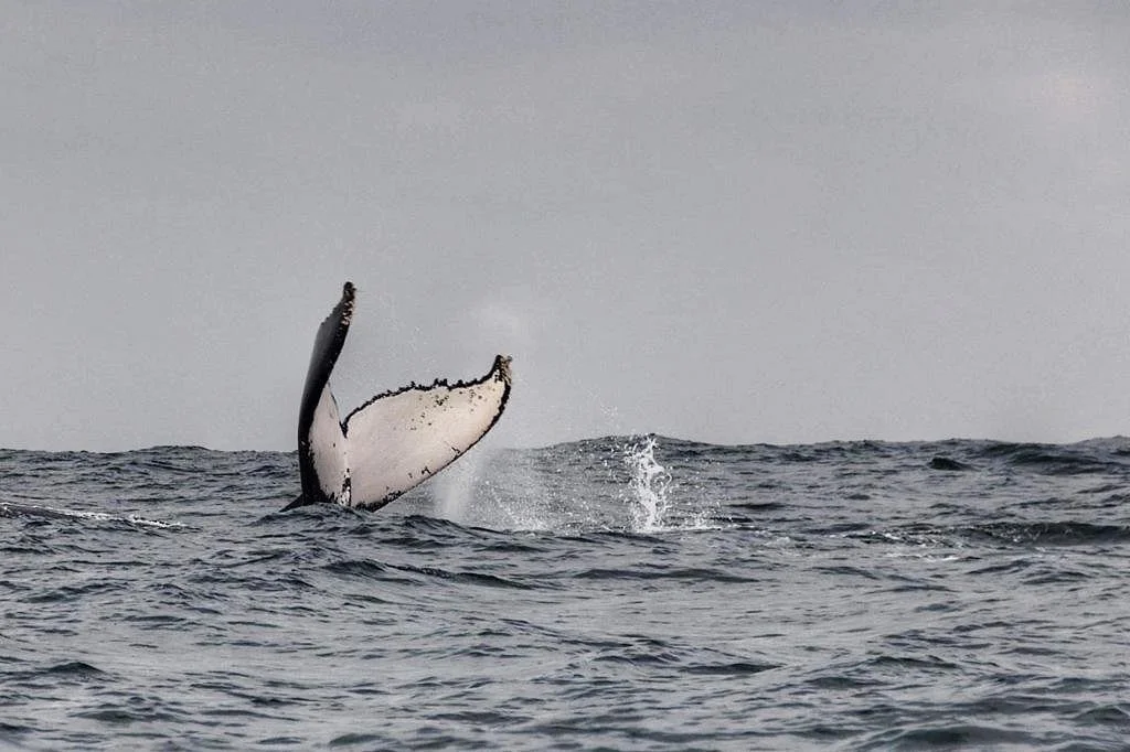 Whale and Dolphin Tours Durban