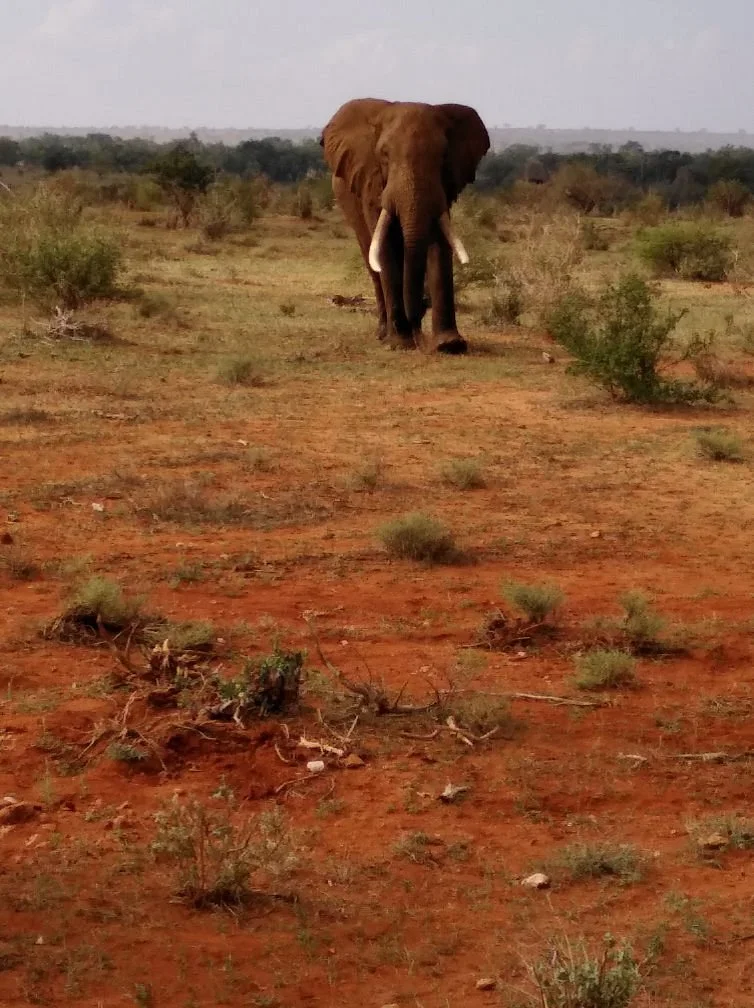 Luca's Safaris