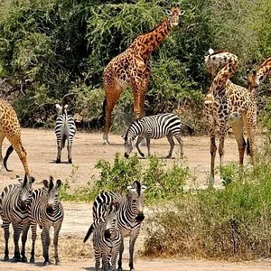 Afric'Aventure