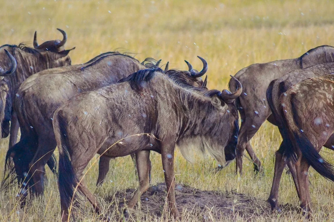 Senty Safari