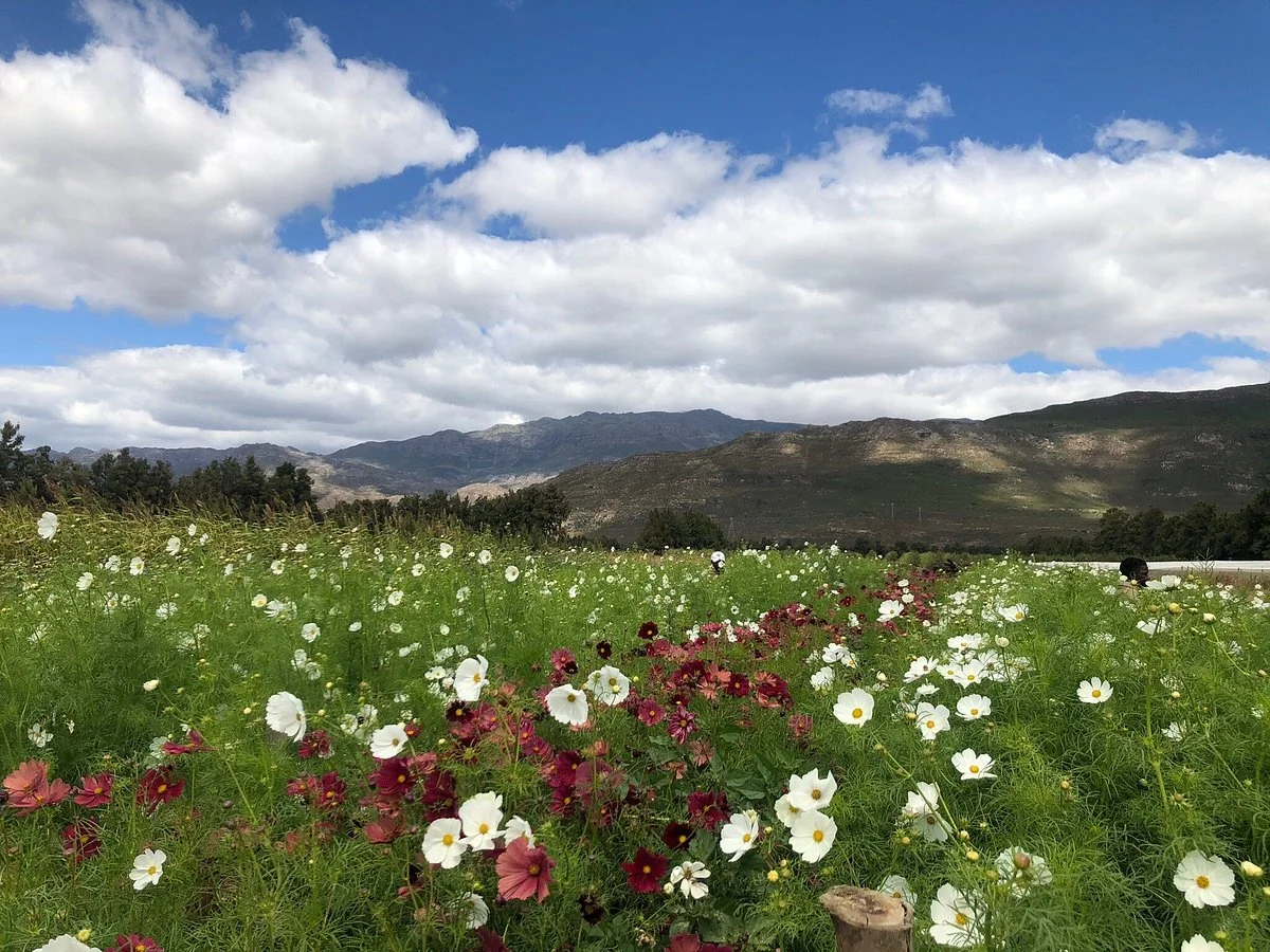 Adene's Farm Flowers