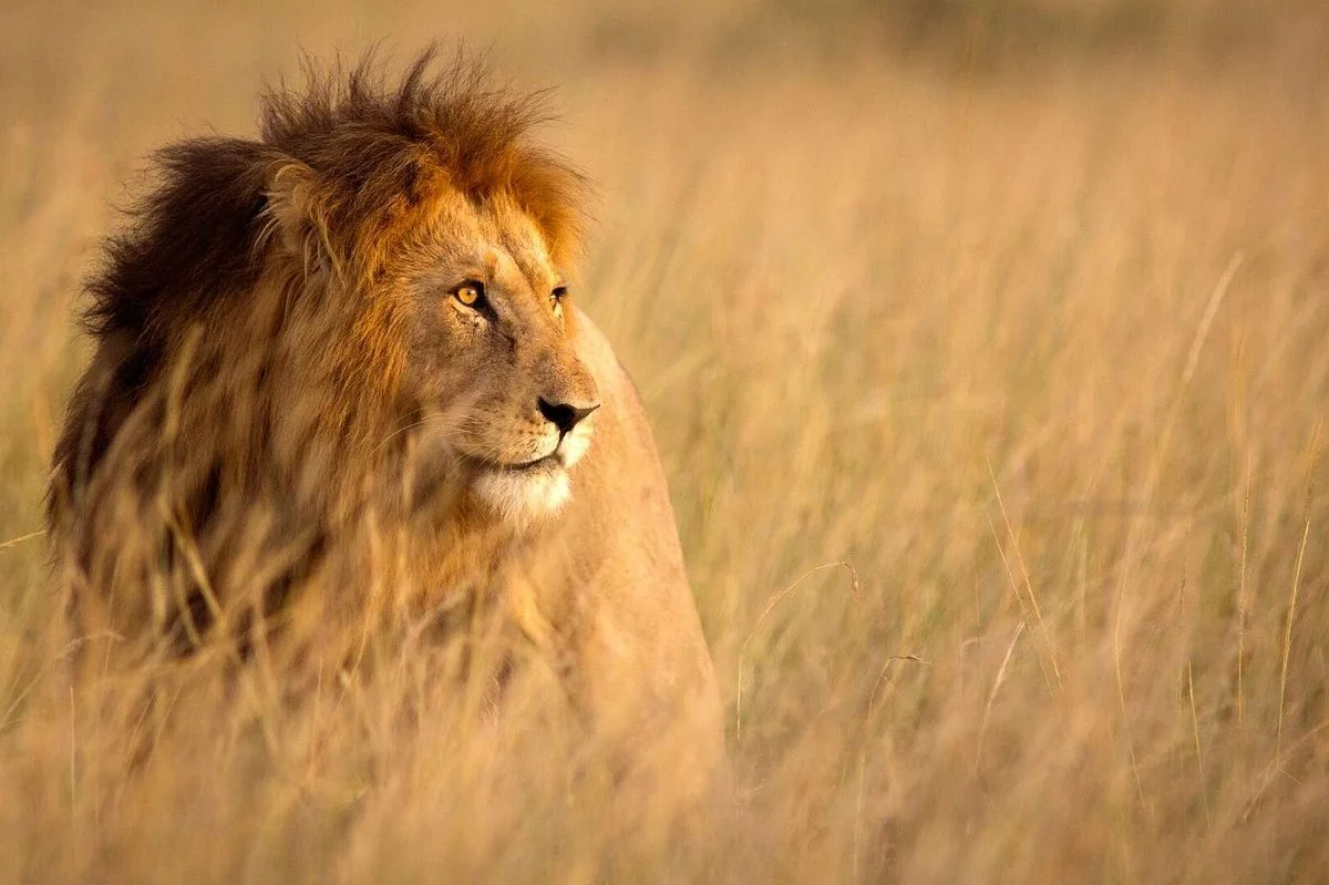 8 Days 7 Nights Private Lodge Safari