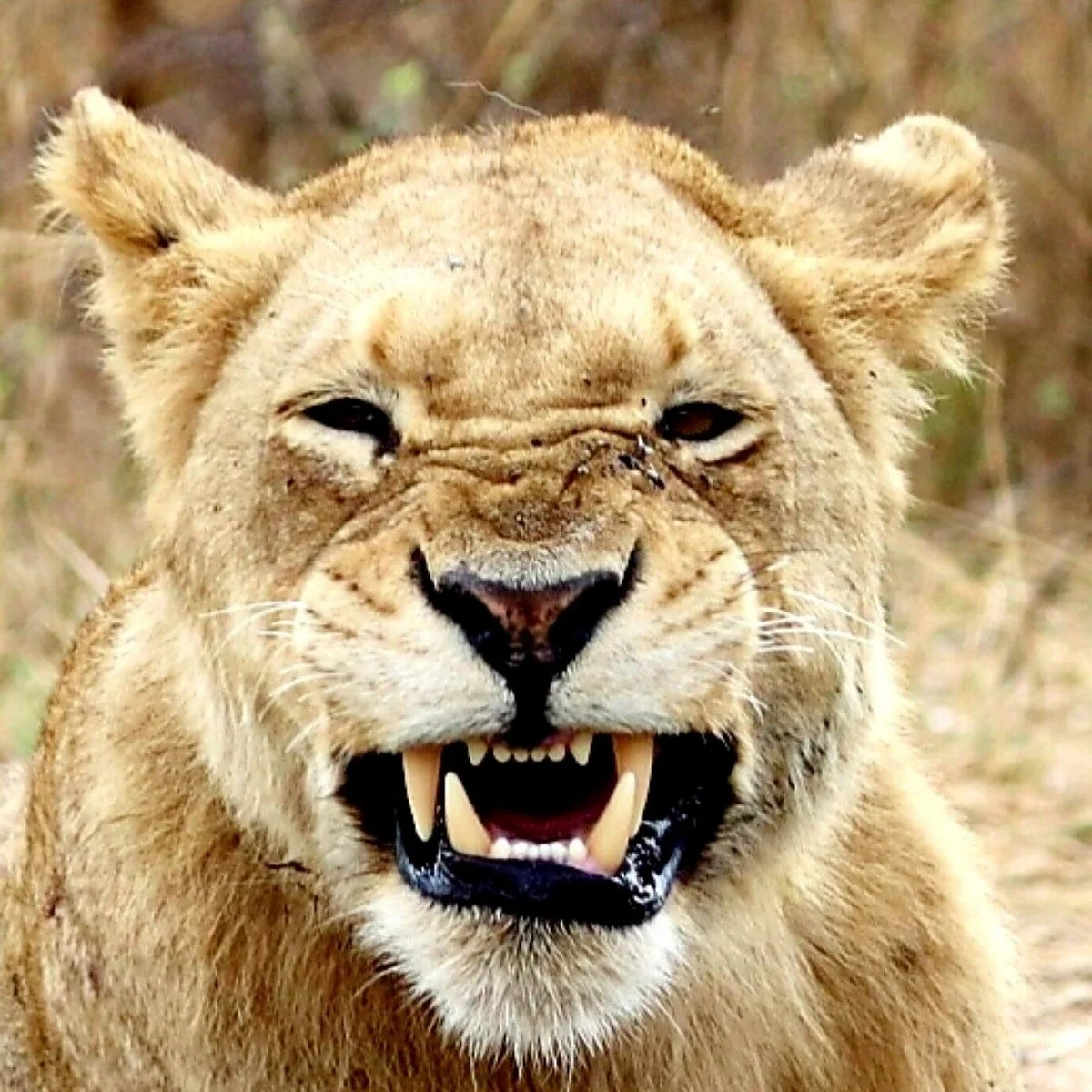 Bryanston Safaris