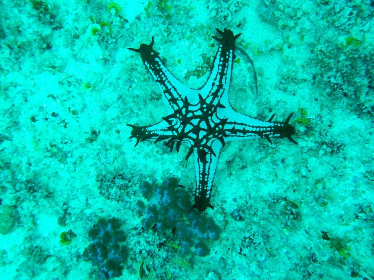 Diving Blue Seas