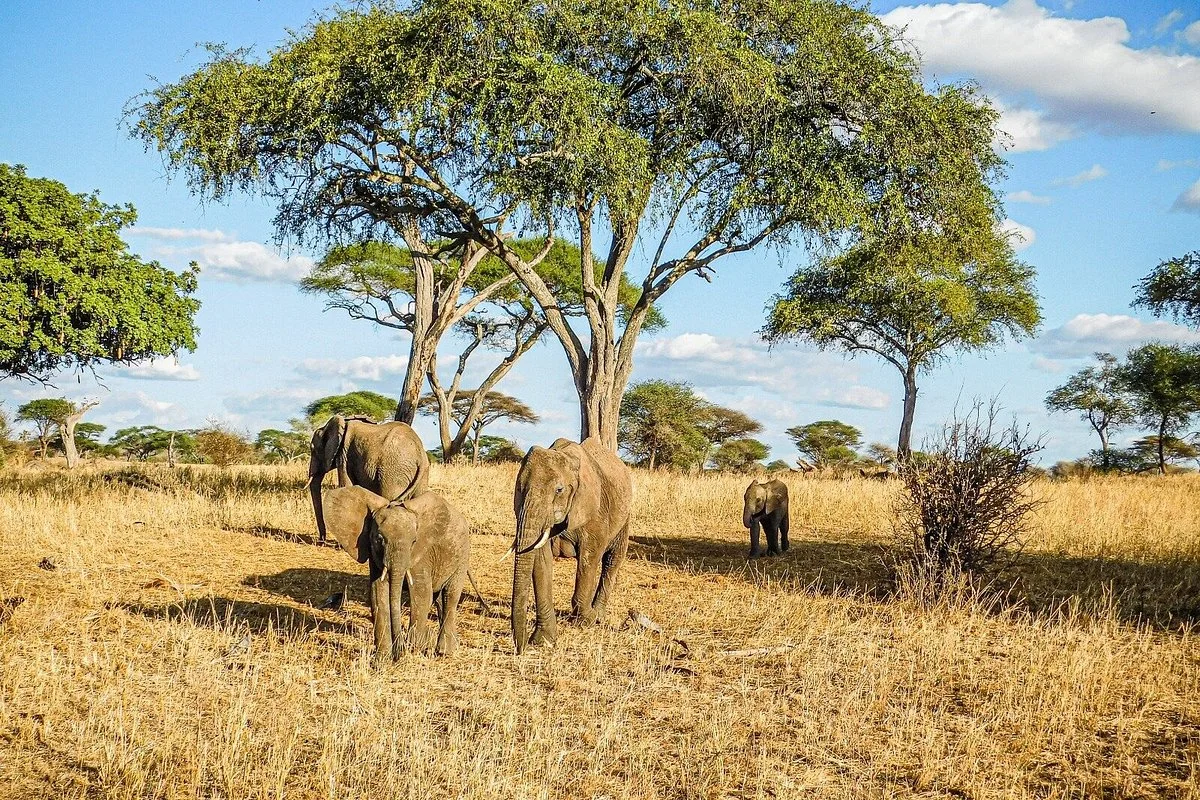 Wayfare Africa