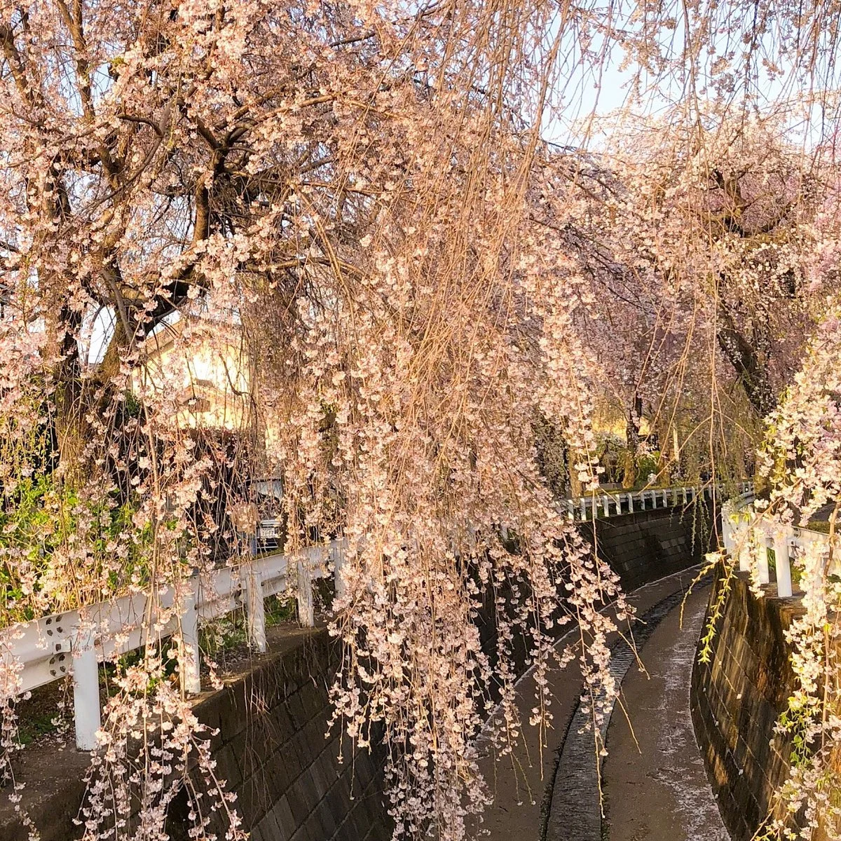 Shidarezakura of Sunagawabori