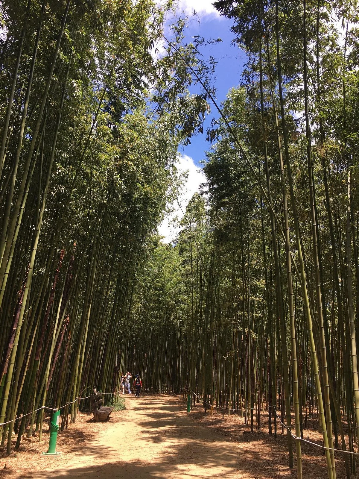 Taehwa River Seepri Bamboo Grove