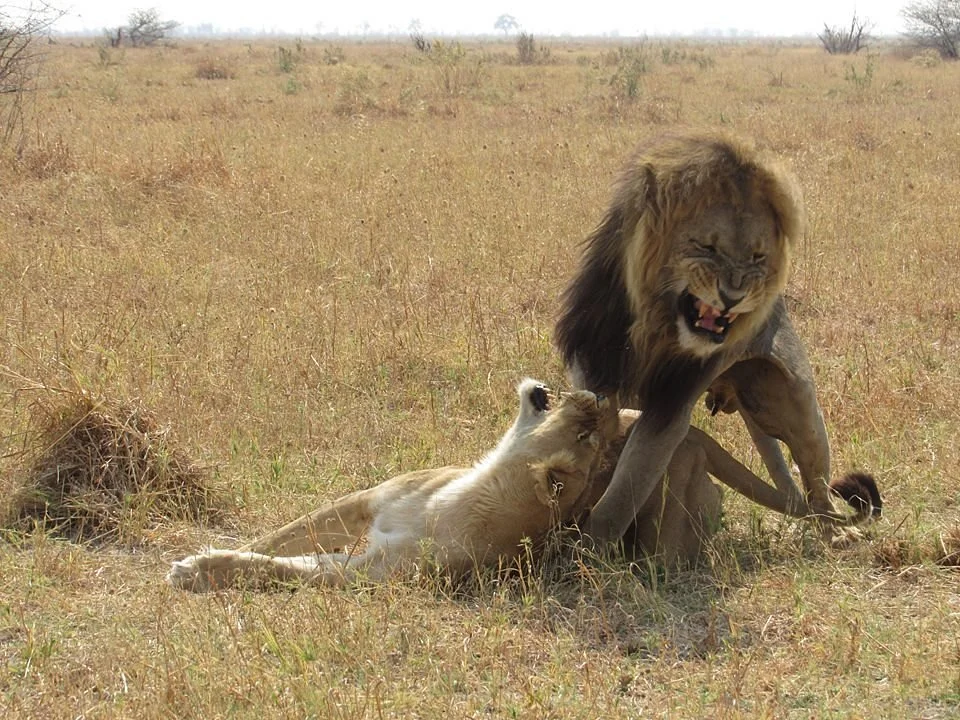 Holiday Diary Mobile Safaris