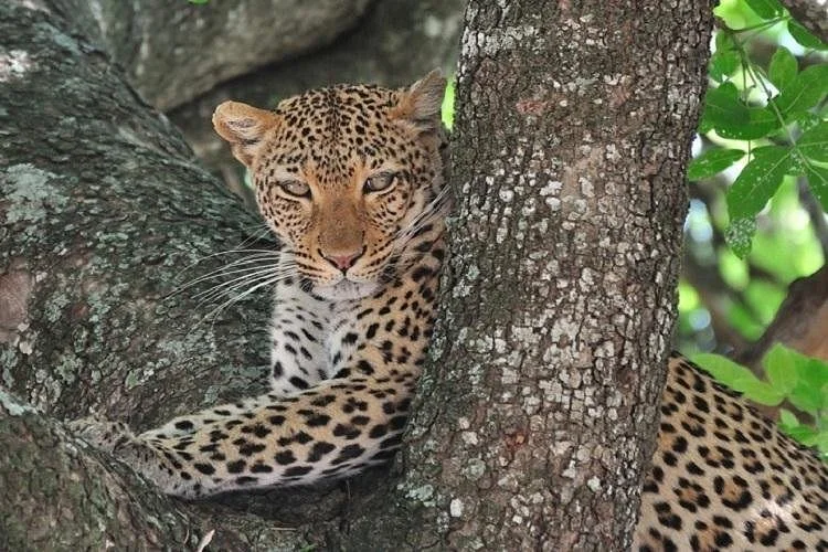 Livan Holidays Tours & Safaris-Tanzania