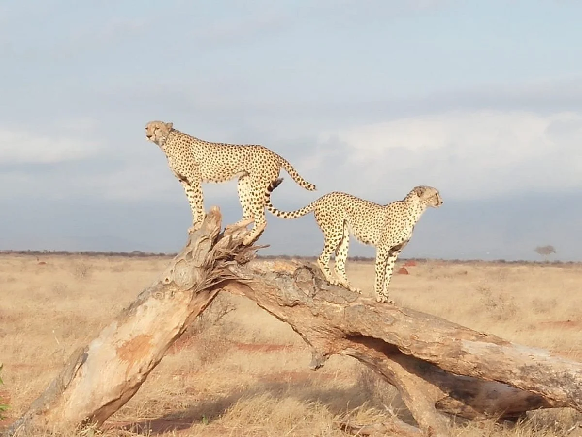 Wild Safari Hits