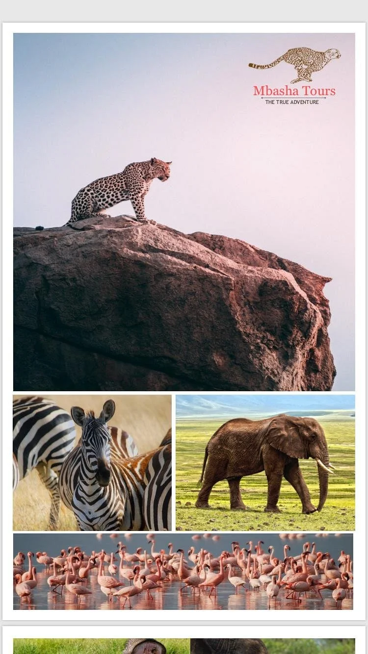 Mbasha Tours And Safaris