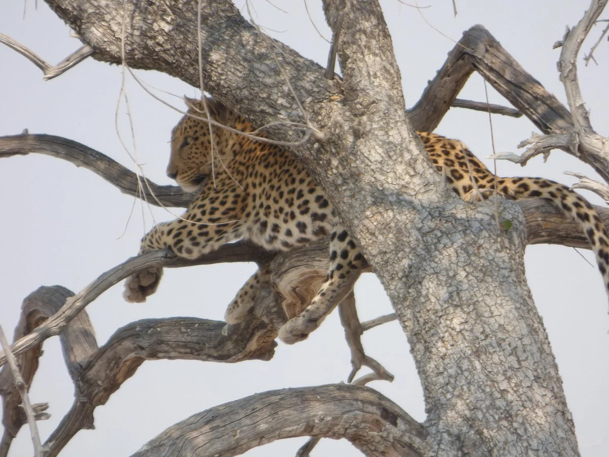 Tsumeb Backpackers & Safaris