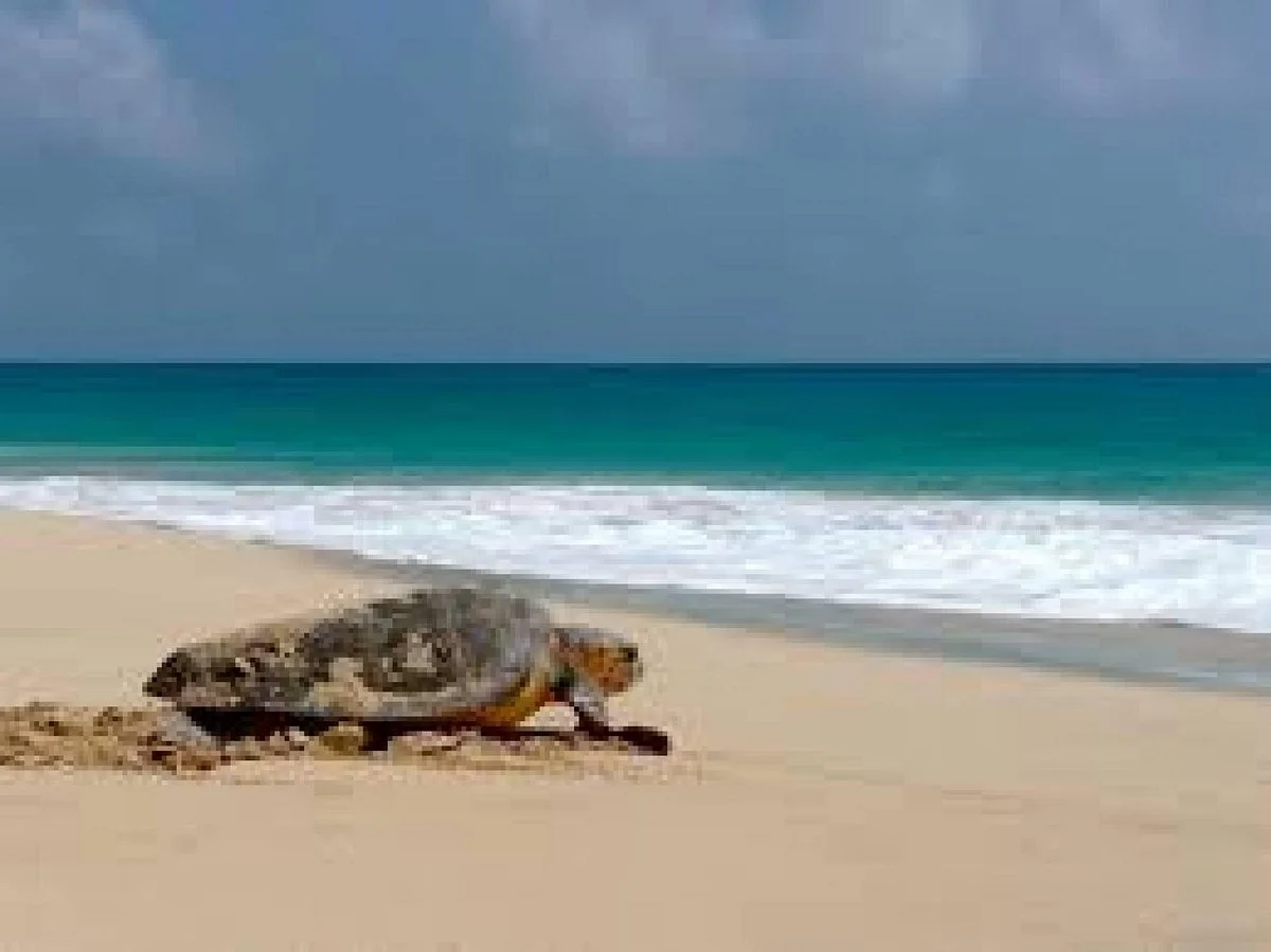 Transtodahora viagems e turismo