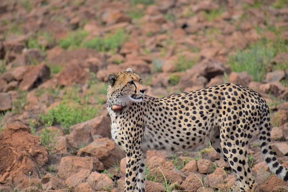 Heart of the Wild Tours & Safaris